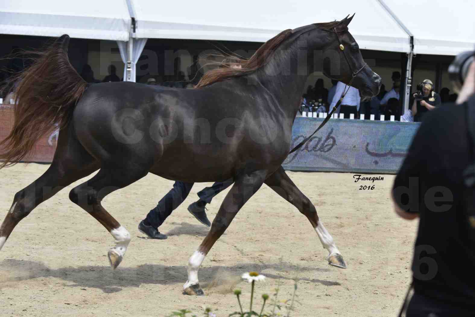 Championnat du pur-sang arabe de la Méditerranée et des pays arabes - MENTON 2016 - IM BAYARD CATHARE -  Notre Sélection - 21