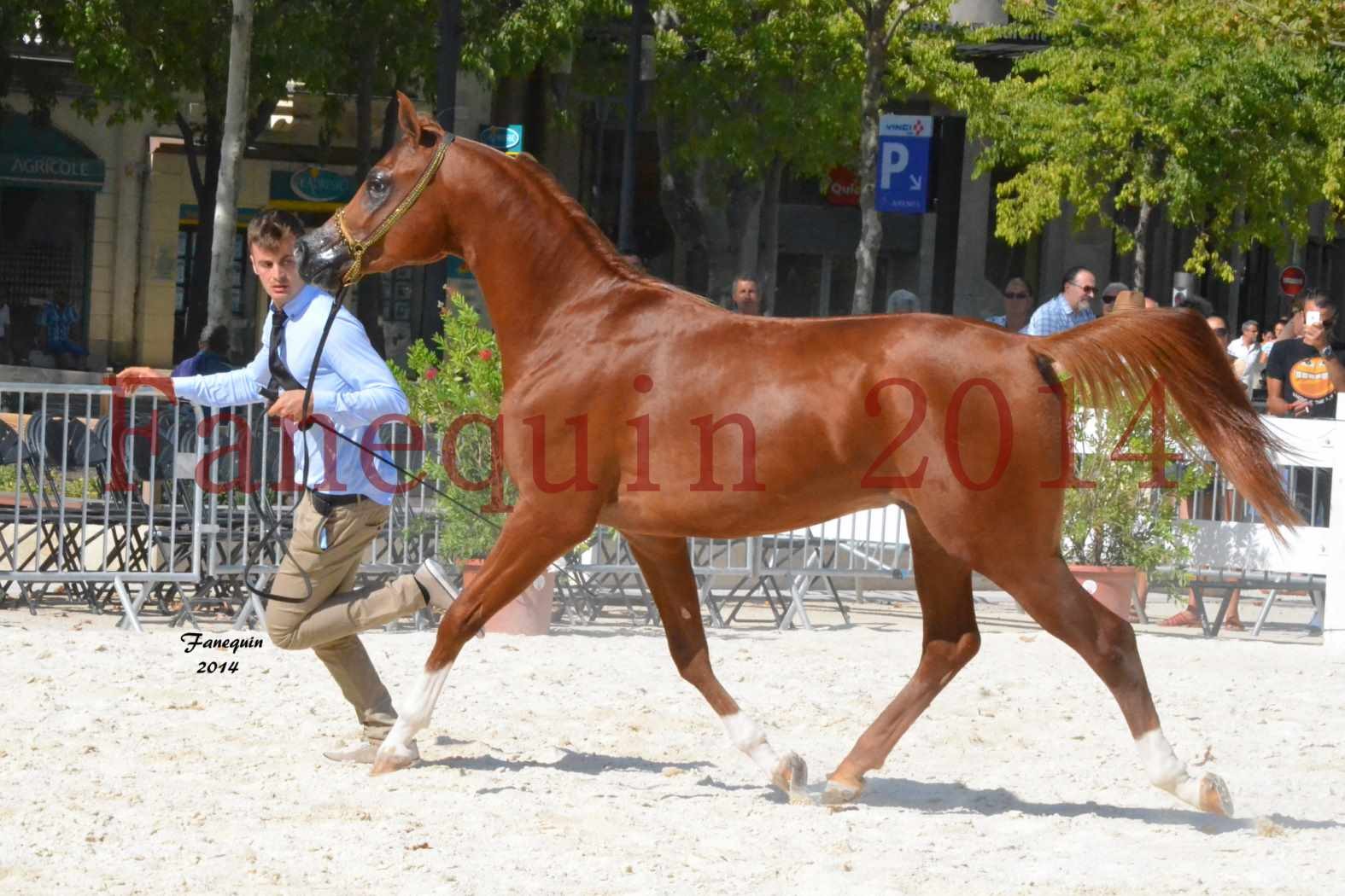 Concours National de Nîmes de chevaux ARABES 2014 - Notre Sélection - DZHARI NUNKI - 03