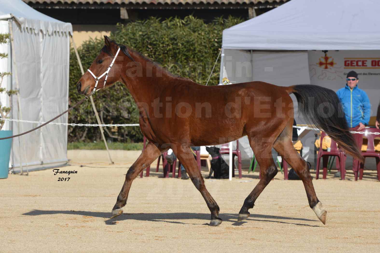 Présentation d’Étalons aux Haras d'UZES - présentation en main - EMYLSSANN DE BRAHMA - 3