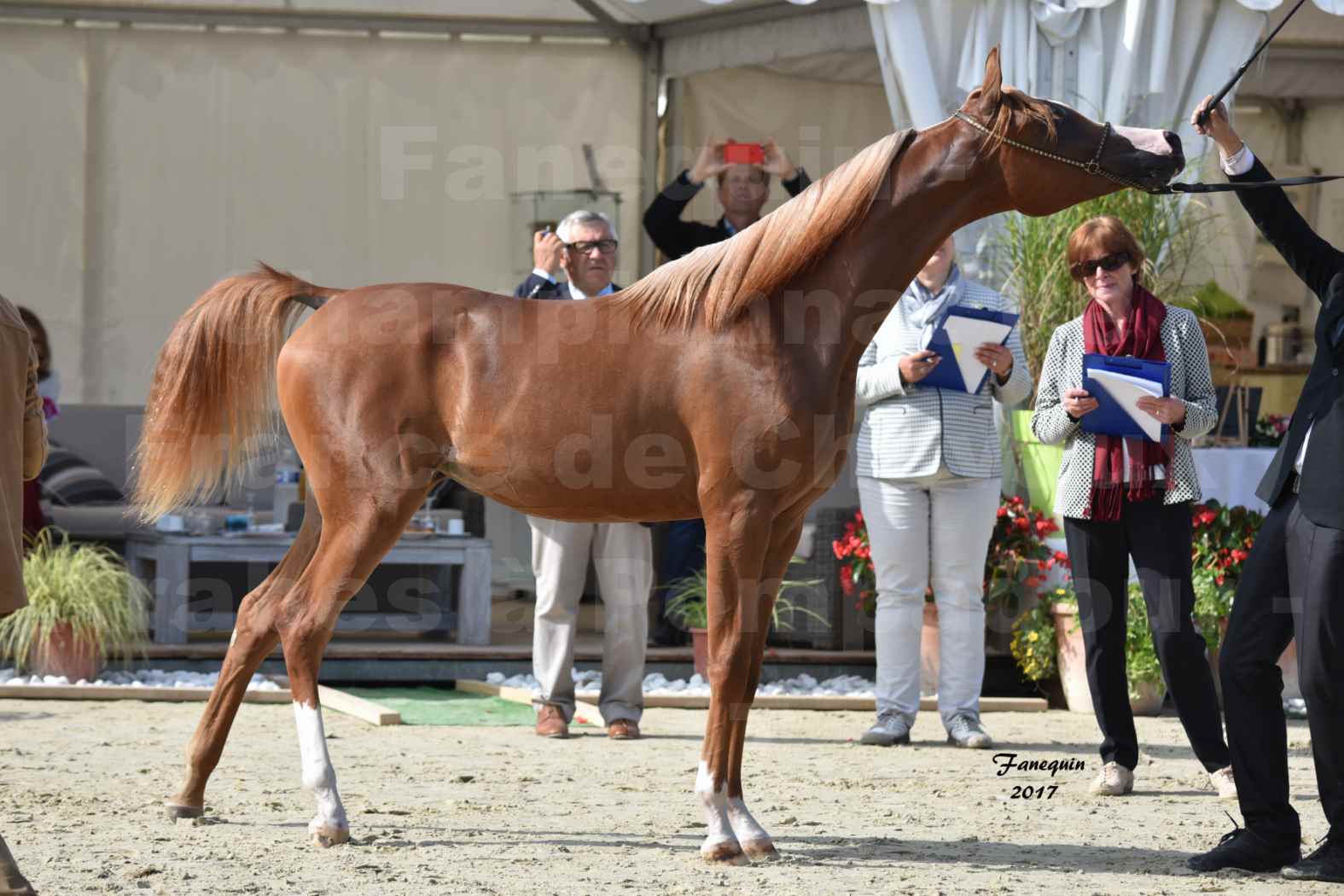 Championnat de France de Chevaux Arabes à Pompadour en 2017 - HAMASAT ALBIDAYER - 4