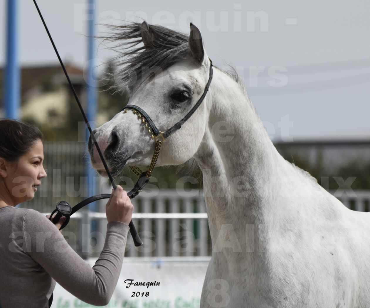 Concours d'élevage de Chevaux Arabes - D. S. A. - A . A - ALBI les 6 & 7 Avril 2018 - FADI ALBIDAYER - Portraits - 03