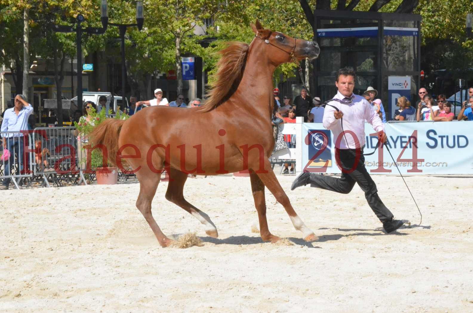 Concours National de Nîmes de chevaux ARABES 2014 - Championnat - MASSAI DE BARREL - 31