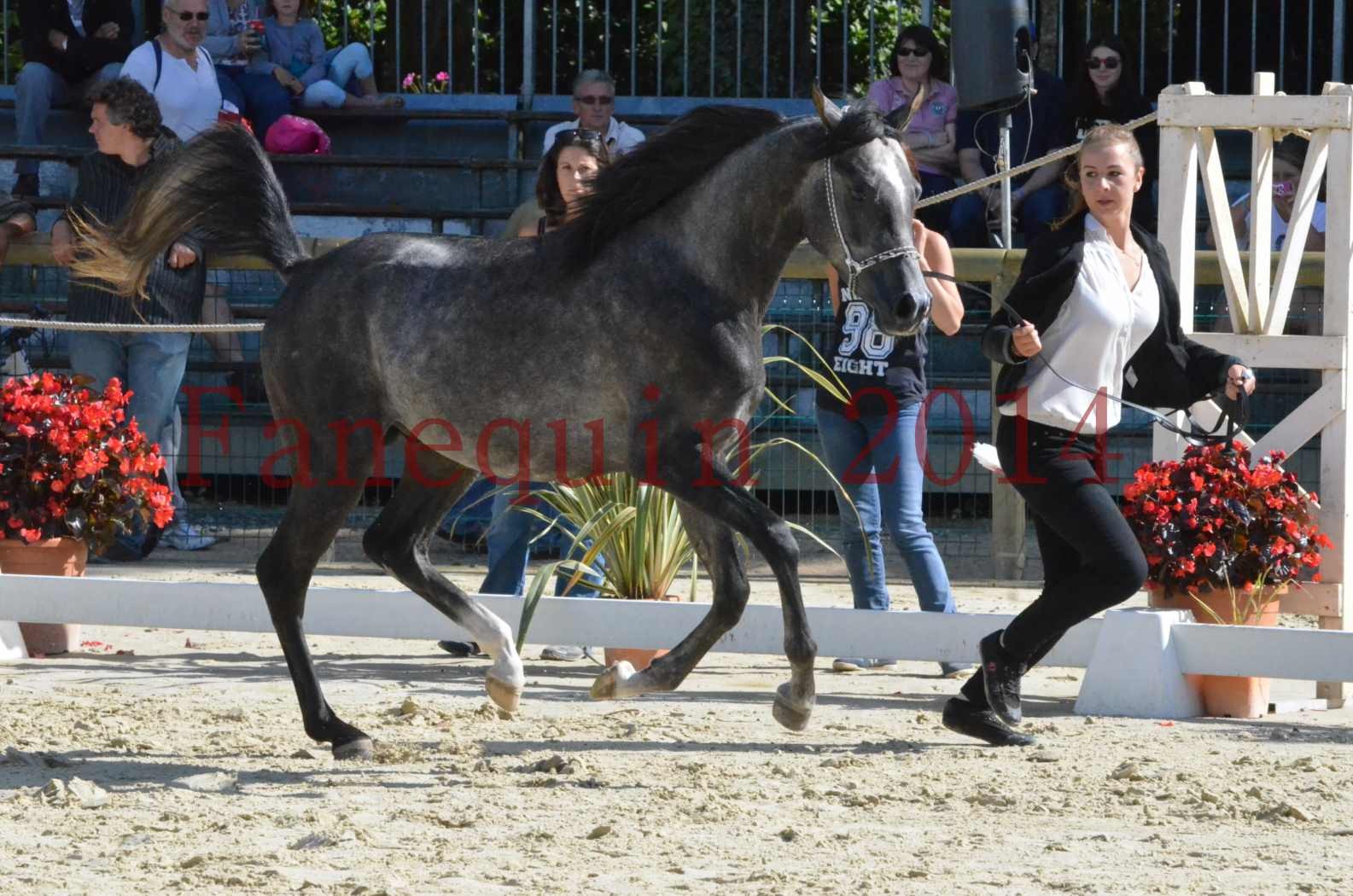 Championnat de FRANCE 2014 - Amateurs - CHTI KAID D'AUBIN - 30