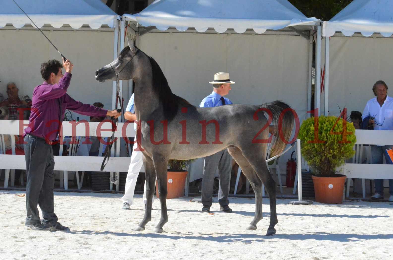 Concours National de Nîmes de chevaux ARABES 2014 - Championnat - JOSEPH'S BOUZIOLS - S 18