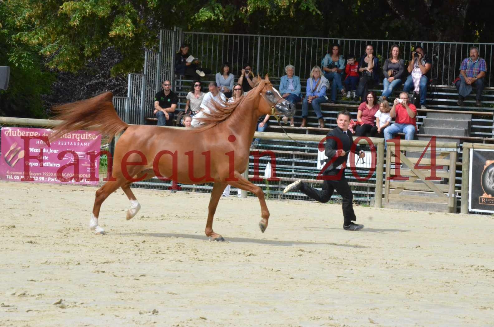 ﻿CHAMPIONNAT DE FRANCE 2014 A POMPADOUR - Championnat - KINSHASA JA - 13