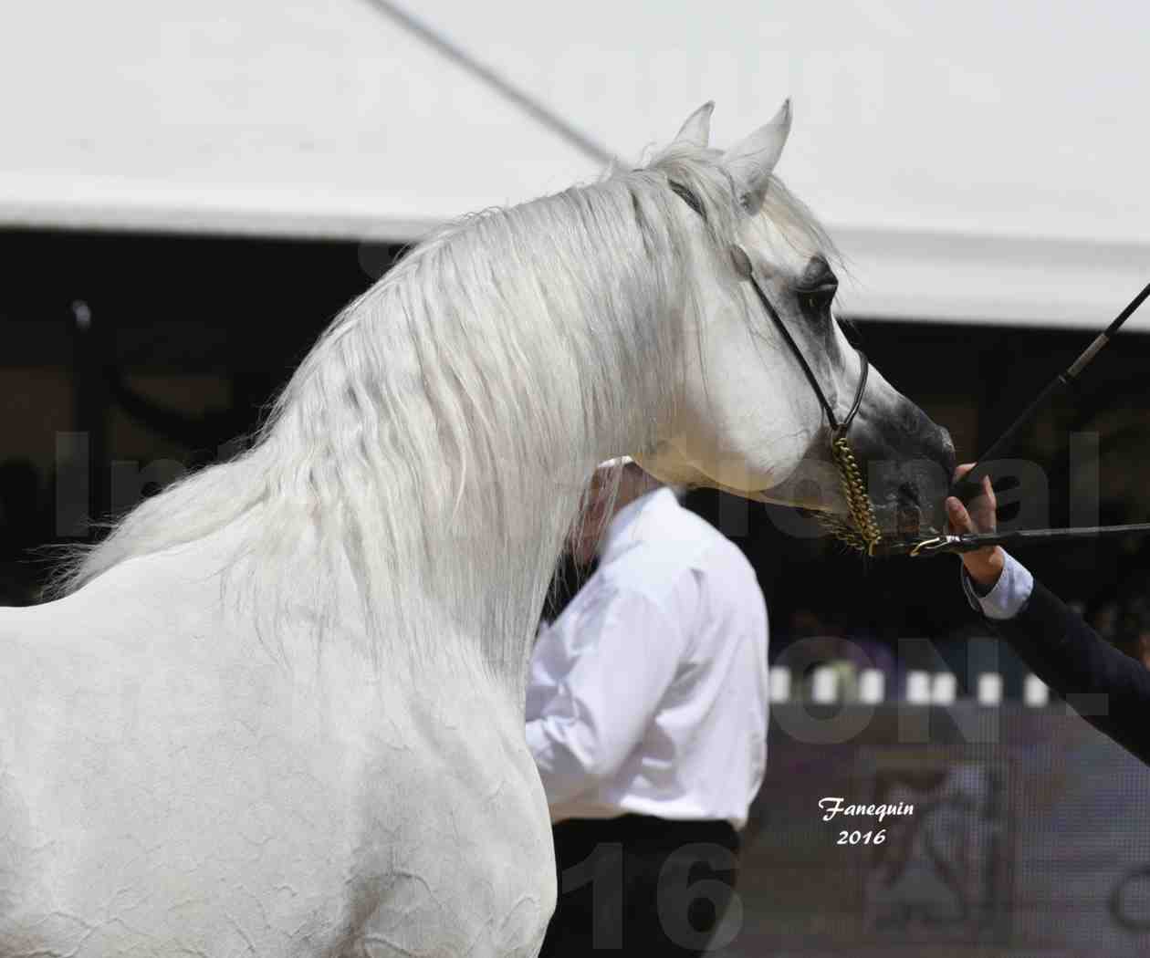 Championnat du Pur Sang Arabe de la Méditerranée et des pays Arabes - MENTON 2016 - RASWAN DE GARGASSAN - Notre Sélection - Portraits - 7