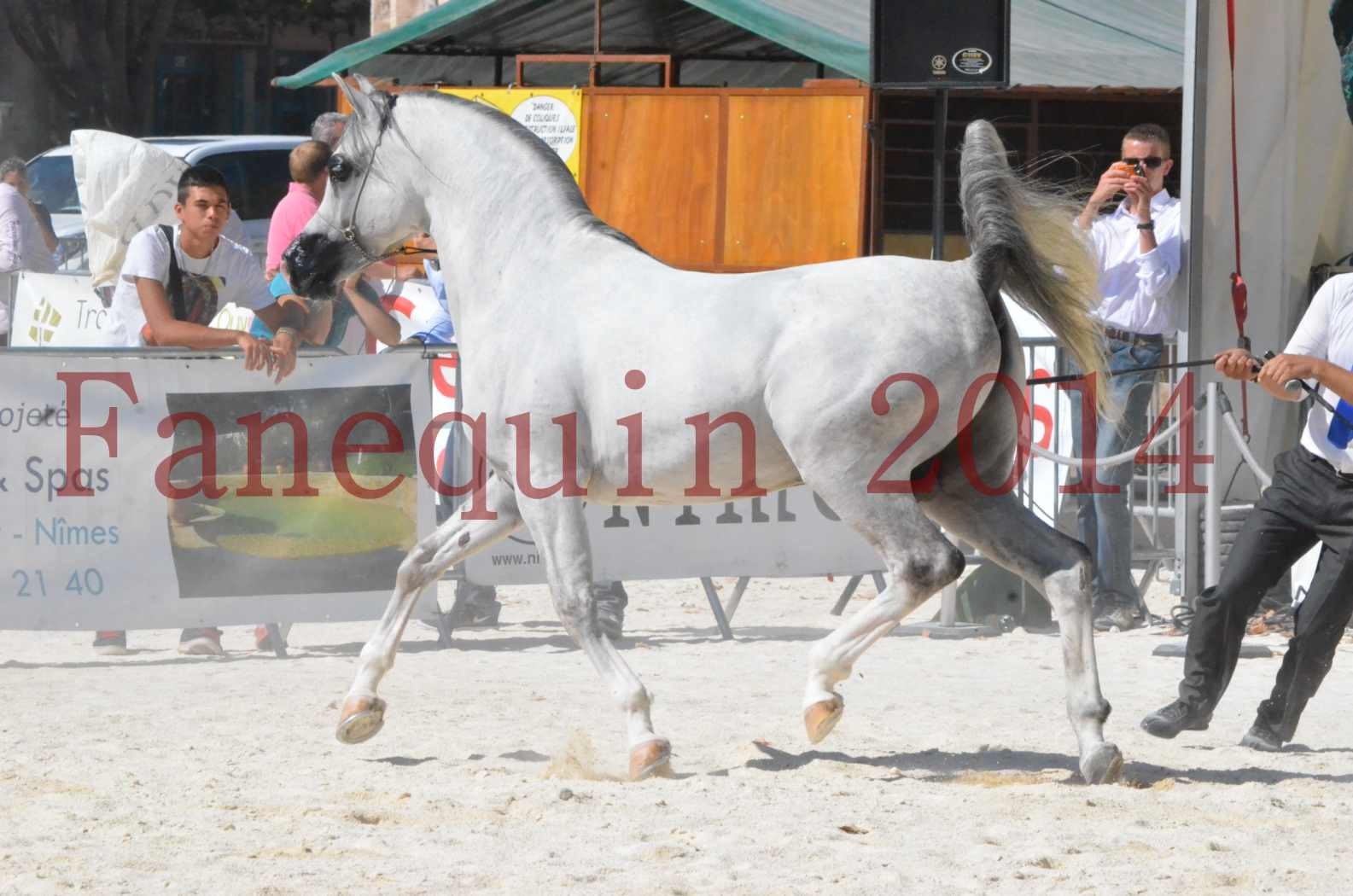 Concours National de Nîmes de chevaux ARABES 2014 - Sélection - SHAOLIN DE NEDJAIA - 34