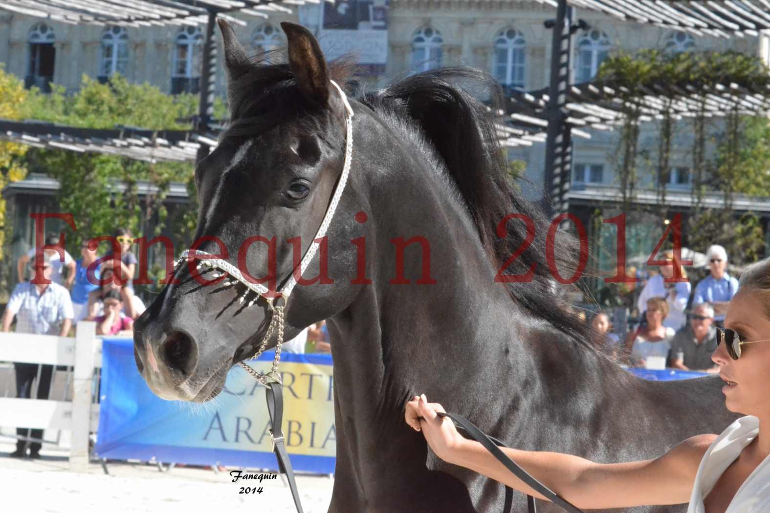 Concours National de Nîmes de chevaux ARABES 2014 - Notre Sélection - Portraits - BALTYK DE CHAUMONT - 2