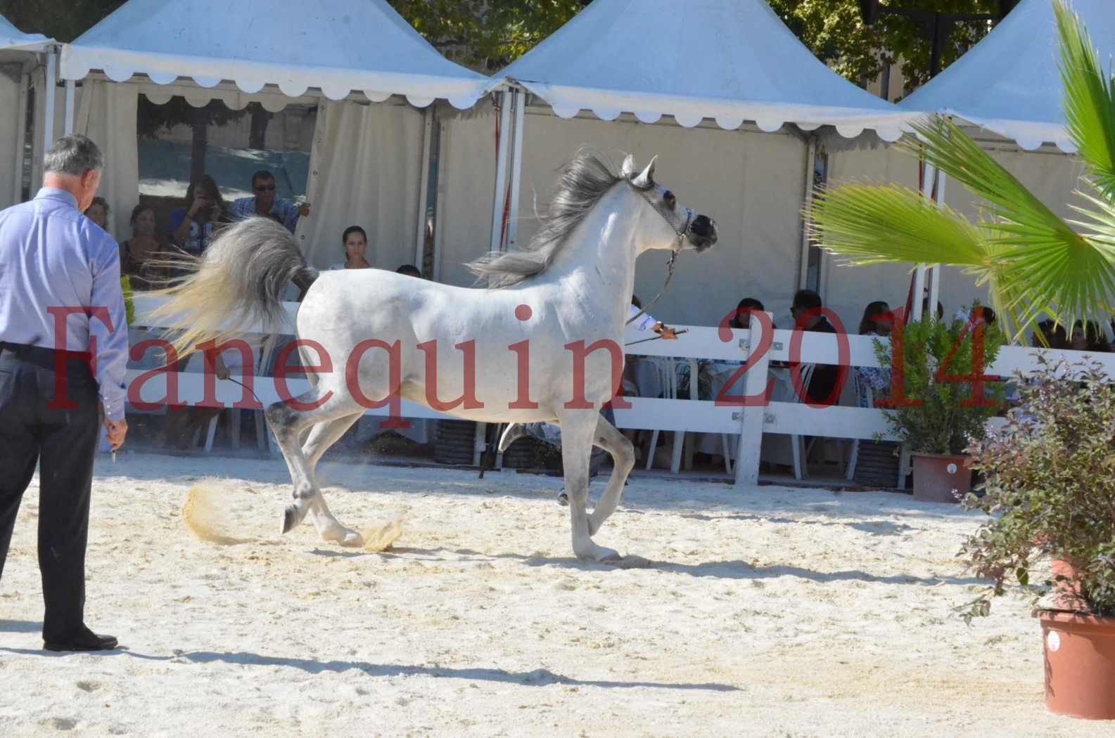 Concours National de Nîmes de chevaux ARABES 2014 - Championnat - SHAOLIN DE NEDJAIA - 12