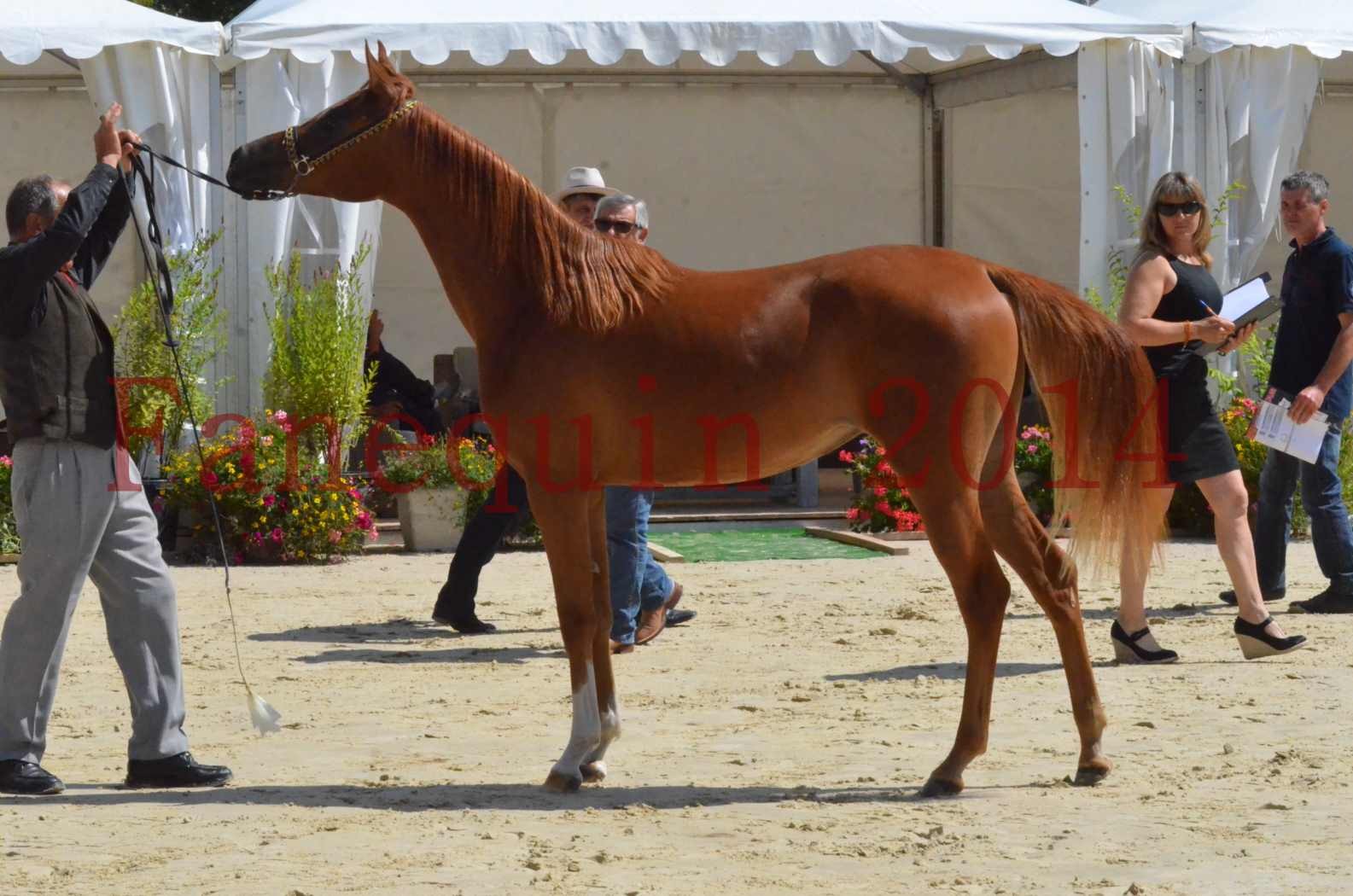 Championnat de FRANCE 2014 - Amateurs - SH CALLAS BINT ARMANI - 42