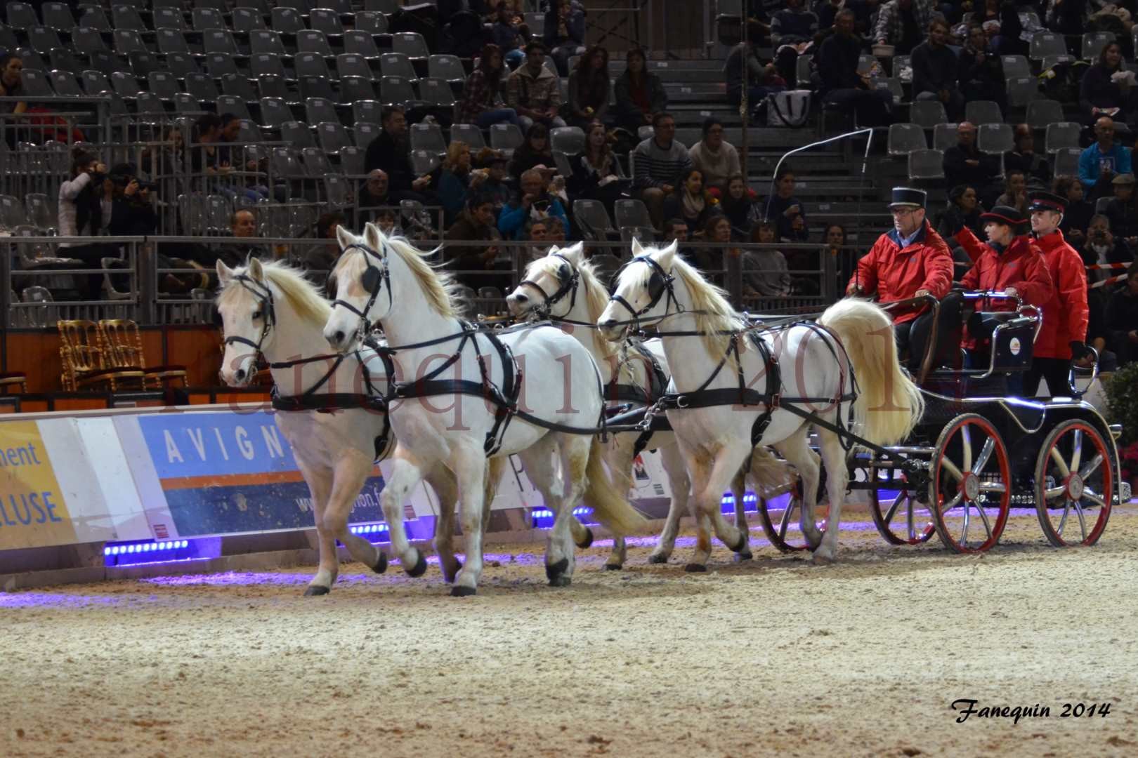 Attelage 4 chevaux Camargue du Haras National d'UZES