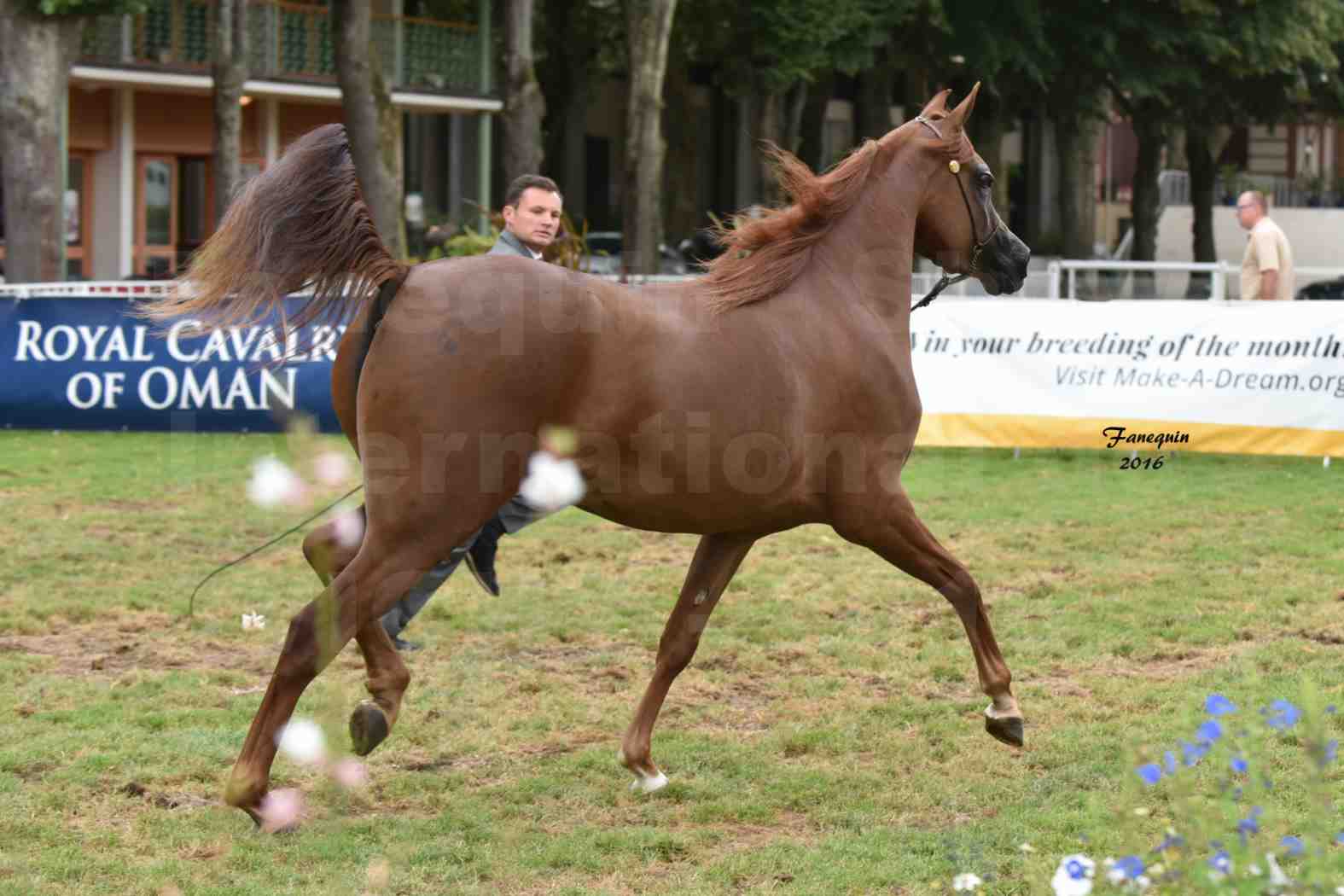 International Arabian Horse Show B de VICHY 2016 - PEARL DE DJOON - Notre Sélection - 18
