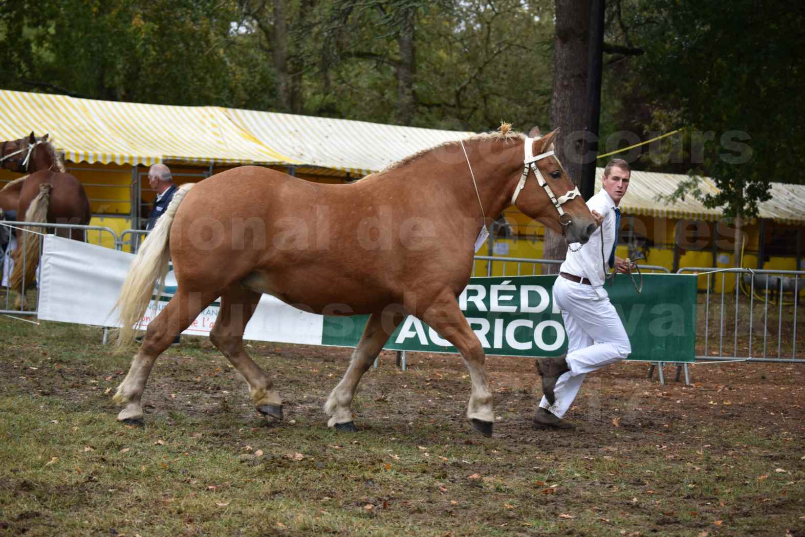 Concours Régional de chevaux de traits en 2017 - Pouliche Trait COMTOIS - EGLANTINE 28 - 05