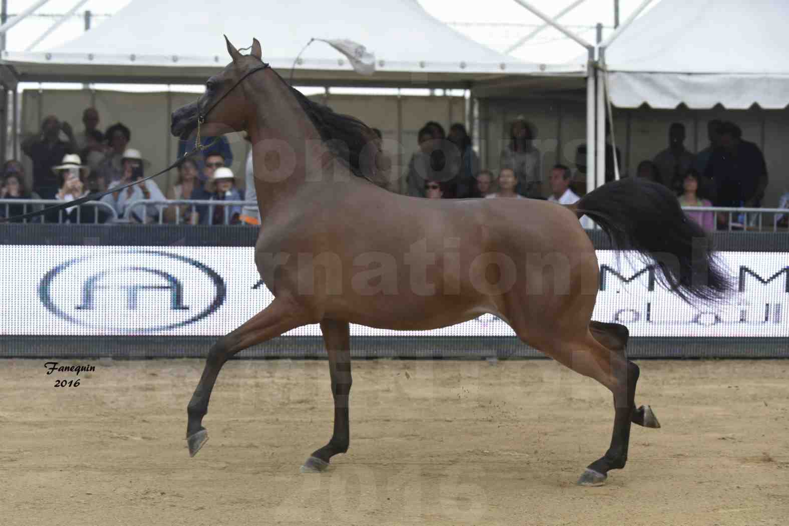 Championnat du pur-sang arabe de la Méditerranée et des pays arabes - MENTON 2016 - MAI AL JASSIMYA - Notre Sélection - 4