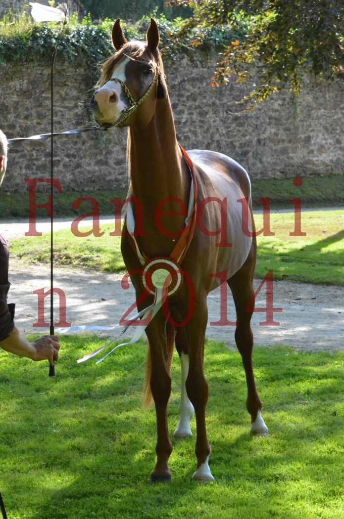 Championnat de FRANCE 2014 - Amateurs - SELECTO IBN SAMAWI - 191