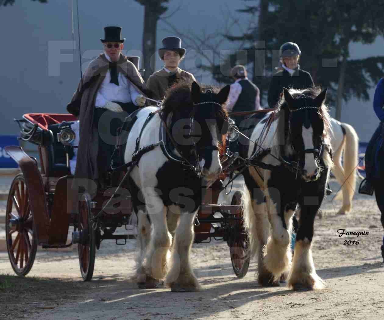 Cheval Passion 2016 - IRISH COB - Attelage en paire - 1