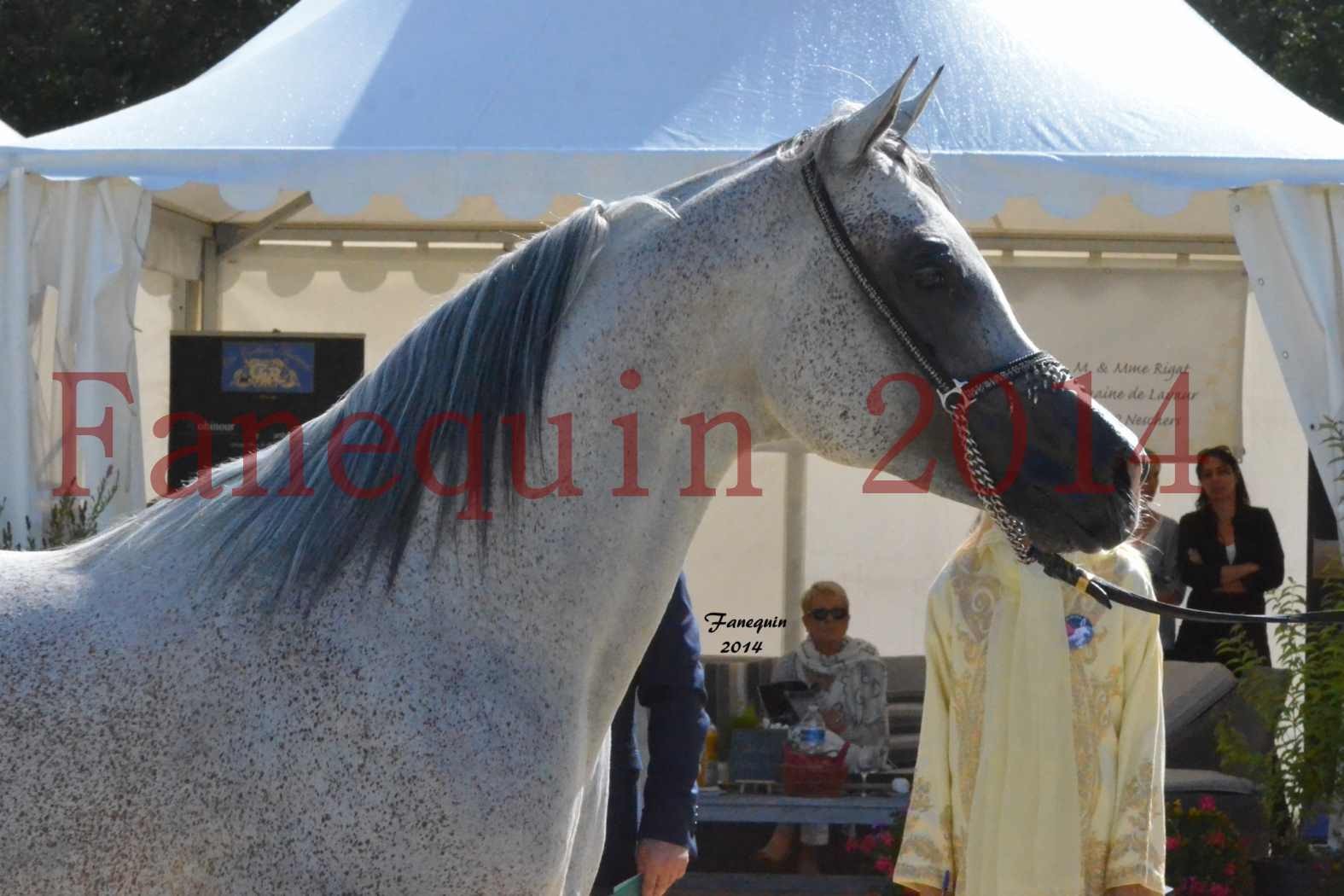 CHAMPIONNAT DE FRANCE  2014 A POMPADOUR - Notre Sélection - Portraits - SHEYK DE GARGASSAN - 2