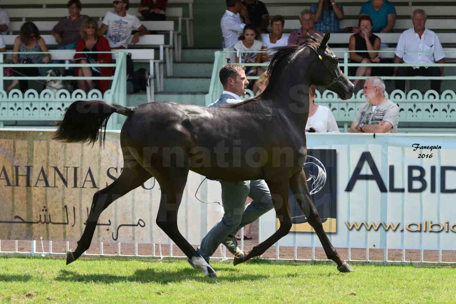 International Arabian Horse Show B de VICHY 2016 - ANNALISA ALIH - Notre Sélection - 3