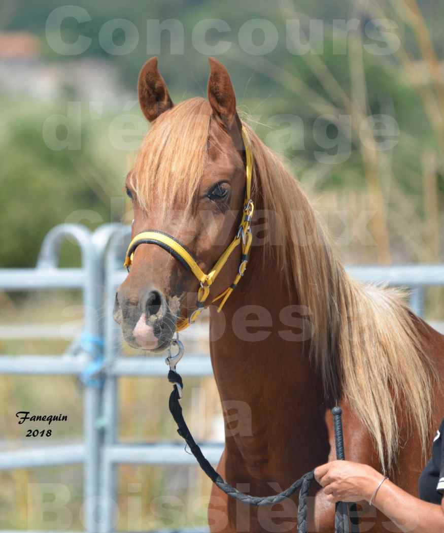 Concours d'Elevage de chevaux Arabes  le 27 juin 2018 à la BOISSIERE - FANGIO DES DOLINES - 1