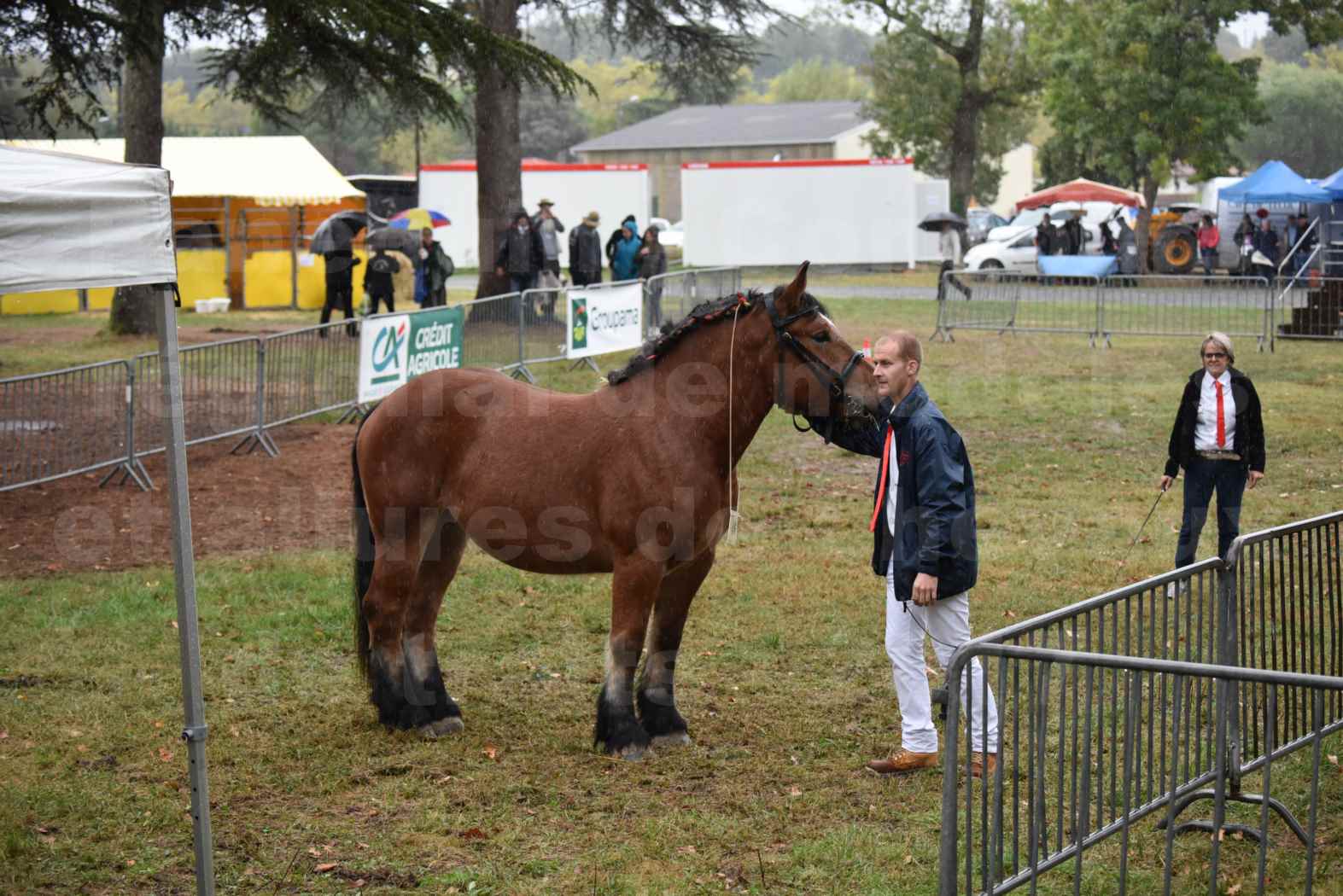 Concours Régional de chevaux de traits en 2017 - Pouliche Trait ARDENNAIS - ECLAIR D'EVIGNY - 3