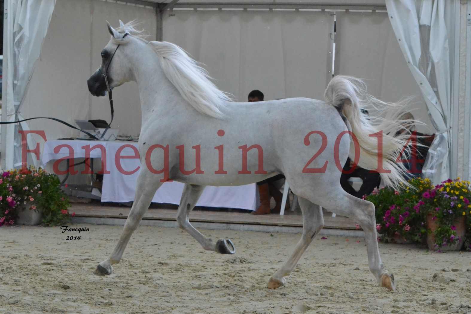 CHAMPIONNAT DE FRANCE 2014 A POMPADOUR - Notre Sélection - FA STARLIGHT - 3