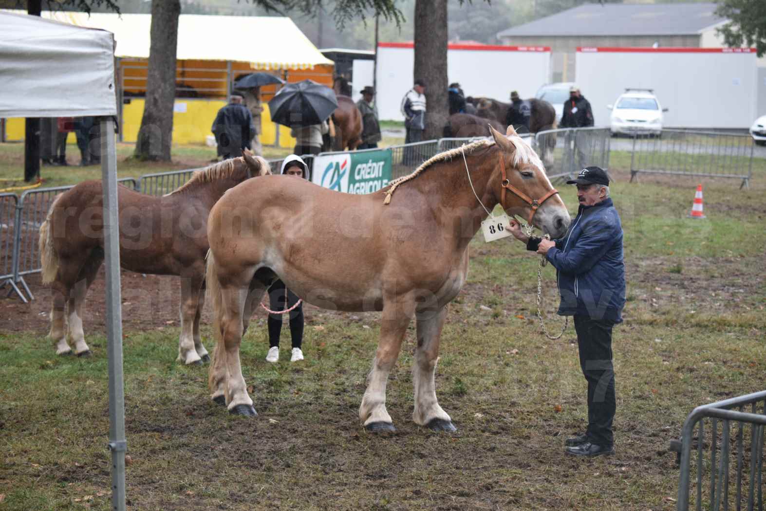 Concours Régional de chevaux de traits en 2017 - Trait BRETON - Jument suitée - OREE DES AMOUROUX - 01