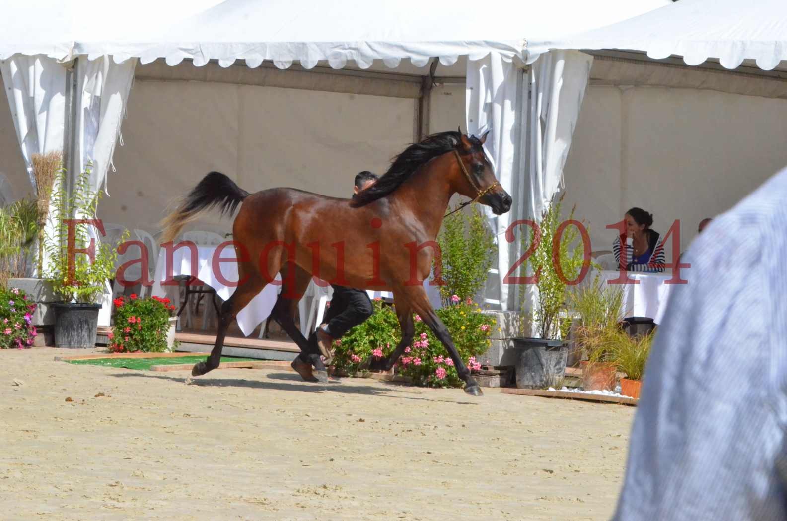 Championnat de FRANCE 2014 - Amateurs - KAL'ELLE D'ELHORIA - 71
