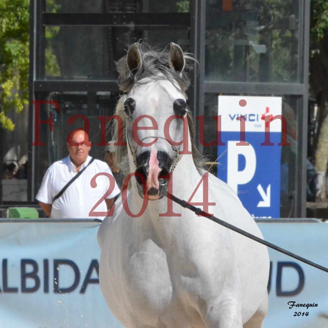 Concours National de Nîmes de chevaux ARABES 2014 - Notre Sélection - Portraits - SHAOLIN DE NEDJAIA - 05