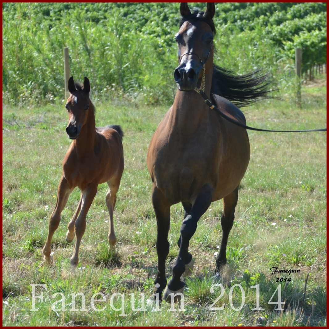 Domaine de LAMARRE - Jument ARABE Baie - SW ANGELIKA et son poulain MC BARAK - 1