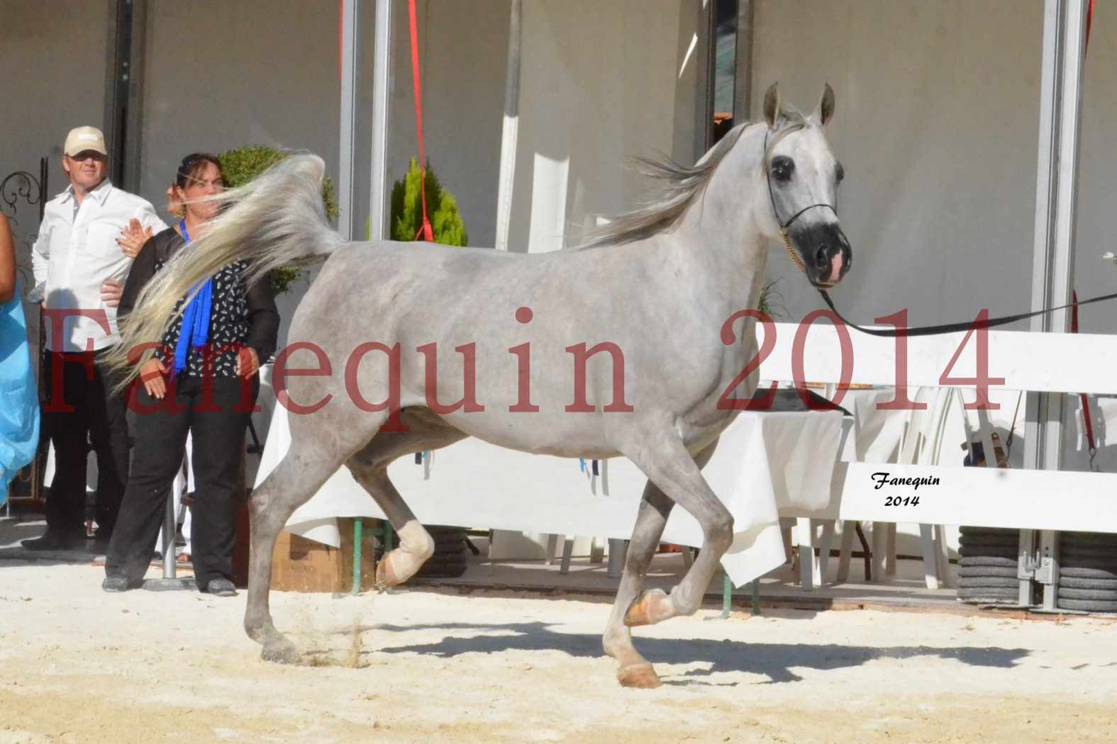 Concours National de Nîmes de chevaux ARABES 2014 - Notre Sélection - ELLESTERA - 09