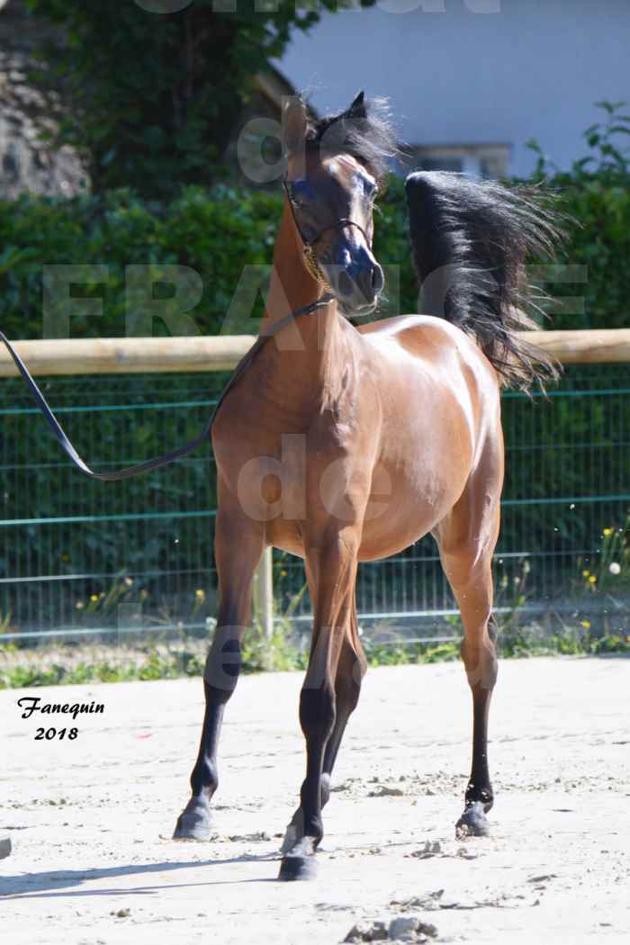 Championnat de FRANCE de chevaux Arabes à Pompadour en 2018 - BO AS ALEXANDRA - Notre Sélection - 35