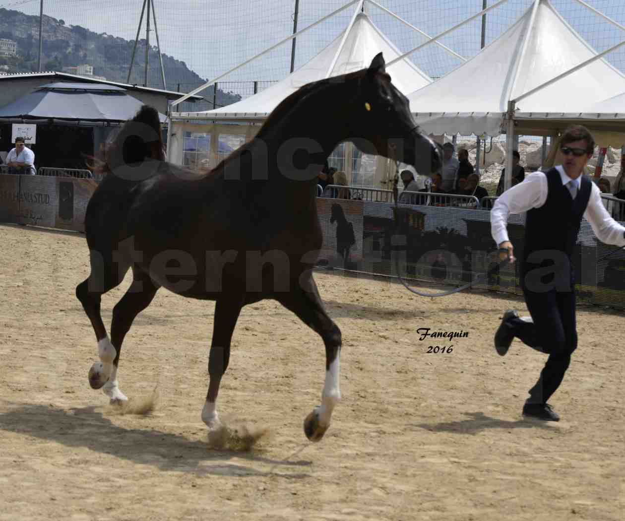 Championnat du pur-sang arabe de la Méditerranée et des pays arabes - MENTON 2016 - IM BAYARD CATHARE -  Notre Sélection - 16