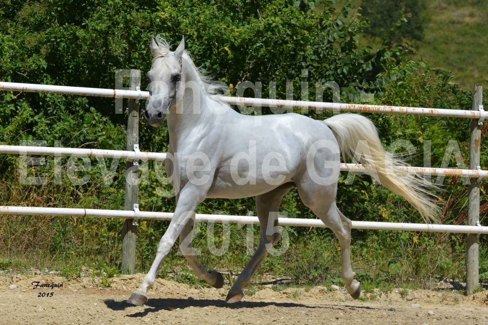 Chevaux de Mr SAVENIER juin 2015 domaine de GACIA - Étalon CHAHID - 04