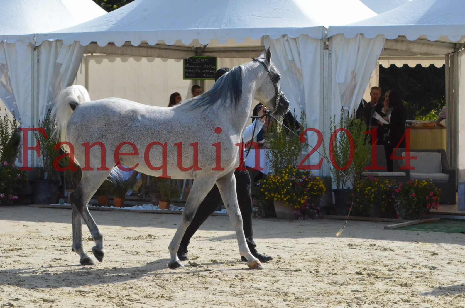 CHAMPIONNAT DE FRANCE  2014 A POMPADOUR - Sélection - SHEYK DE GARGASSAN - 03