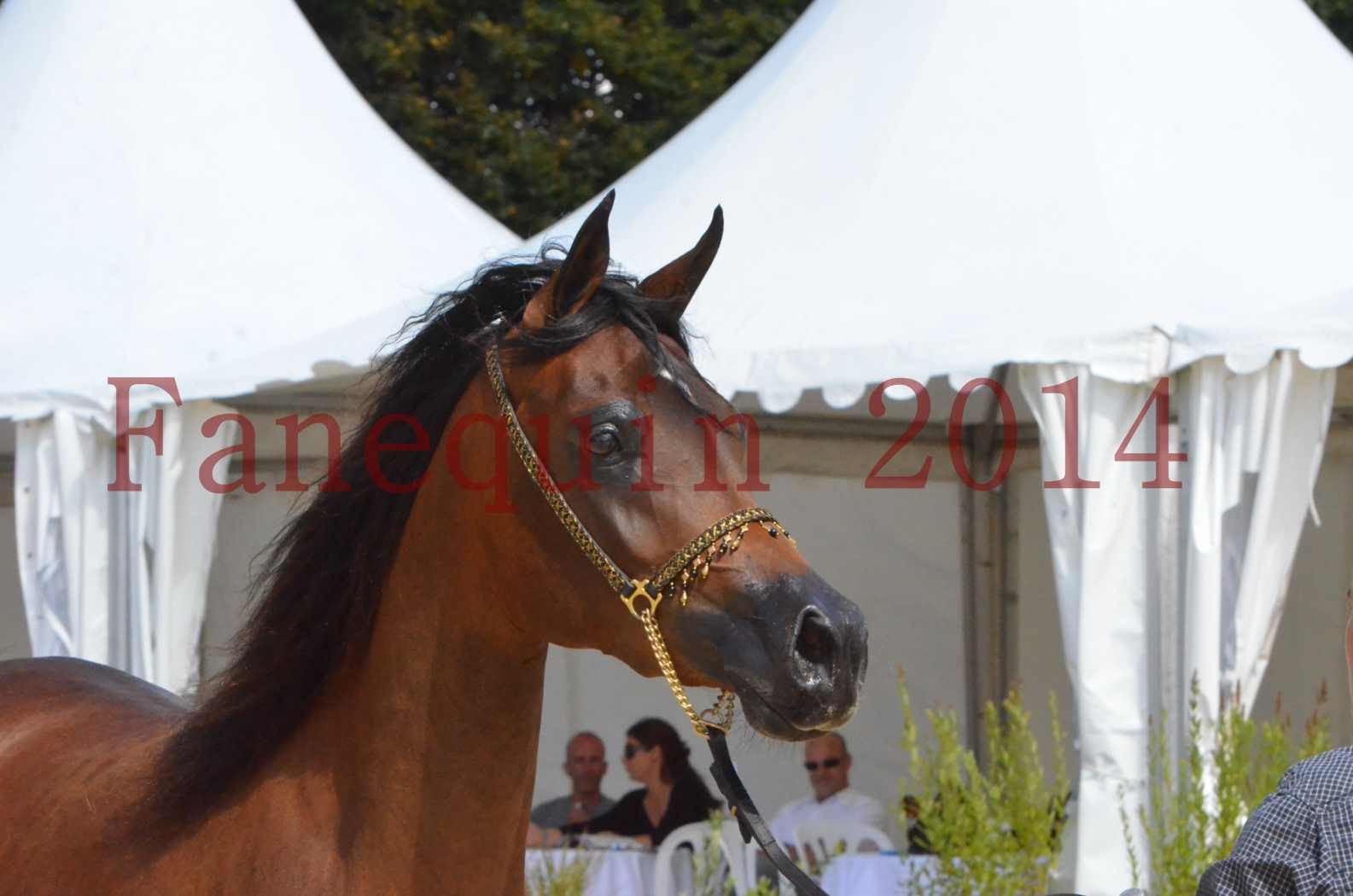 Championnat de FRANCE 2014 - Amateurs - KAL'ELLE D'ELHORIA - 87