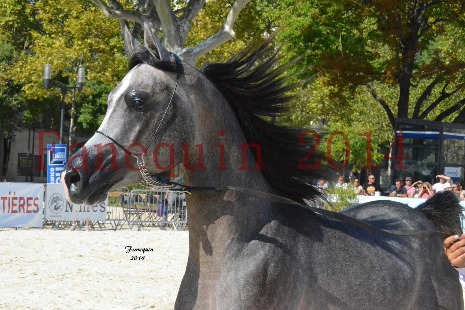 Concours National de Nîmes de chevaux ARABES 2014 - Notre Sélection - Portraits - JOSEPH'S BOUZIOLS - 01