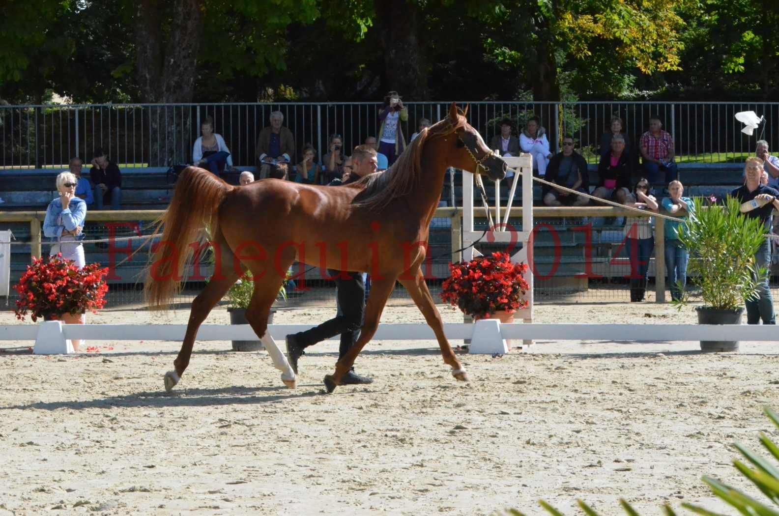 Championnat de FRANCE 2014 - Amateurs - SELECTO IBN SAMAWI - 002