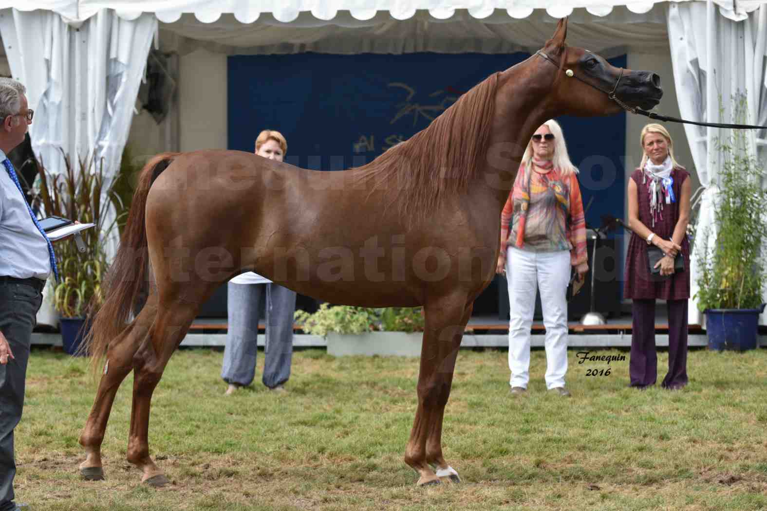 International Arabian Horse Show B de VICHY 2016 - PEARL DE DJOON - Notre Sélection - 40