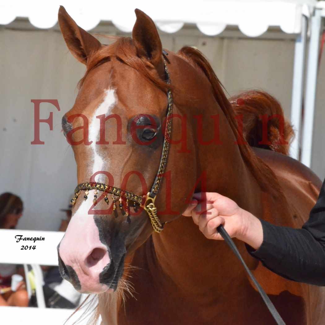 Concours National de Nîmes de chevaux ARABES 2014 - Notre Sélection - Portraits - VALMYSTIC DE LA ROTJA - 2