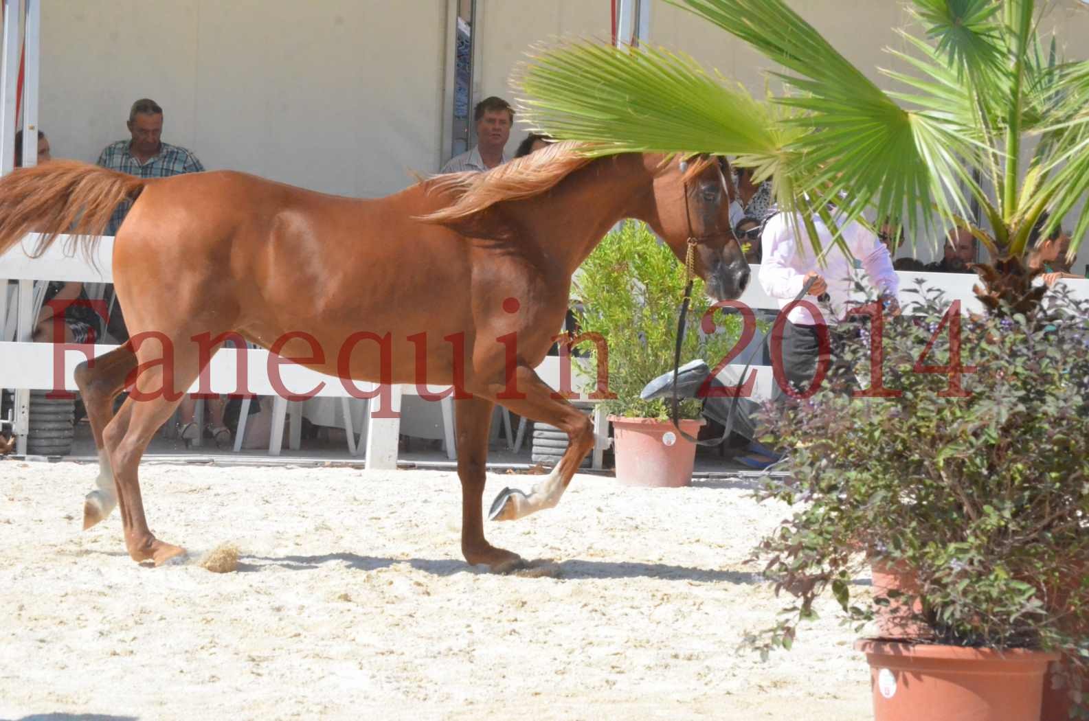 Concours National de Nîmes de chevaux ARABES 2014 - Championnat - MASSAI DE BARREL - 26