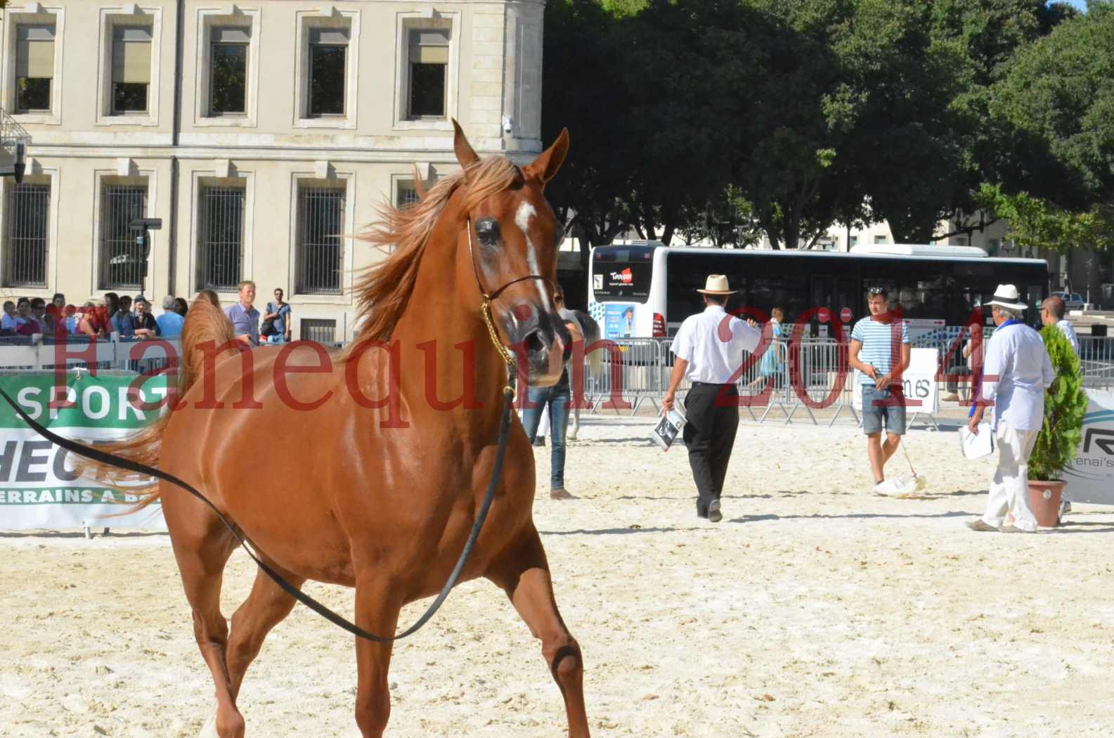 Concours National de Nîmes de chevaux ARABES 2014 - Championnat - MASSAI DE BARREL - 70