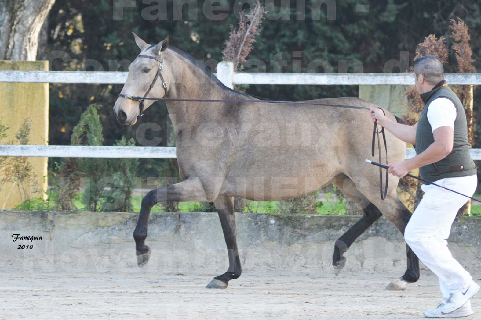 Confirmation de chevaux LUSITANIENS aux Haras d'UZES Novembre 2018 - DISTINTE - 3