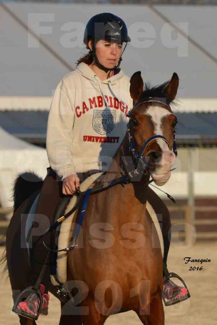 Cheval Passion 2016 - Présentation extérieure de chevaux Arabes montés - 01