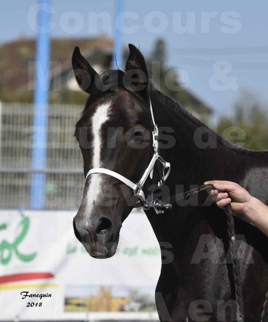 Concours d'élevage de Chevaux Arabes - D S A - A A - ALBI les 6 & 7 Avril 2018 - GUANGZHOU ARTAGNAN - Notre Sélection - Portraits - 2