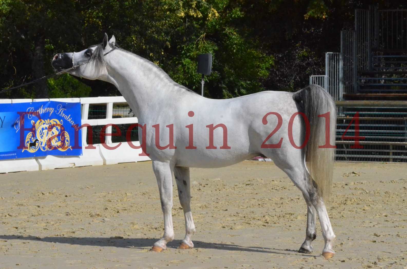 CHAMPIONNAT DE FRANCE  2014 A POMPADOUR - Sélection - SHAOLIN DE NEDJAIA - 35