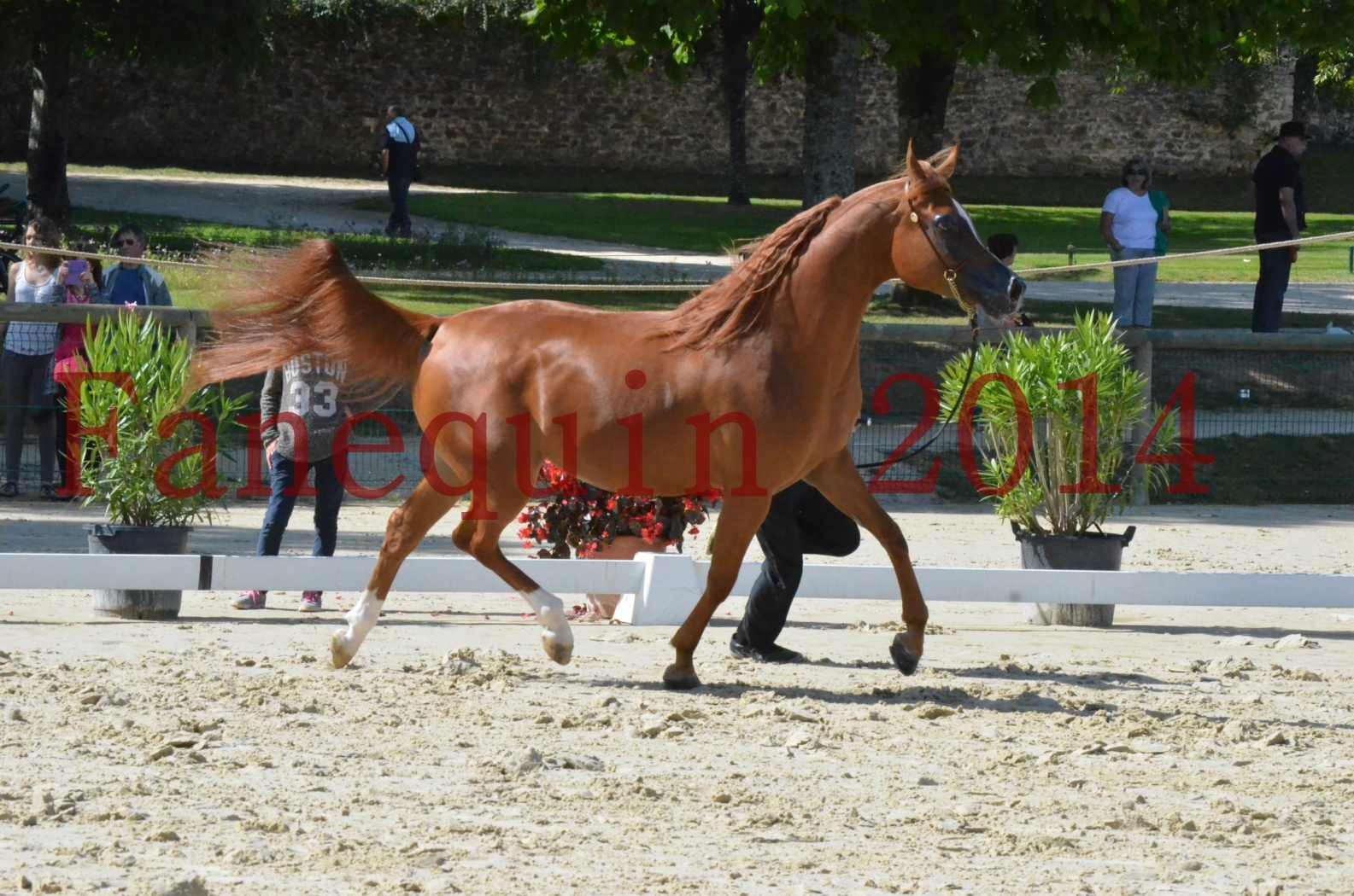 ﻿CHAMPIONNAT DE FRANCE 2014 A POMPADOUR - Sélection - KINSHASA JA - 11