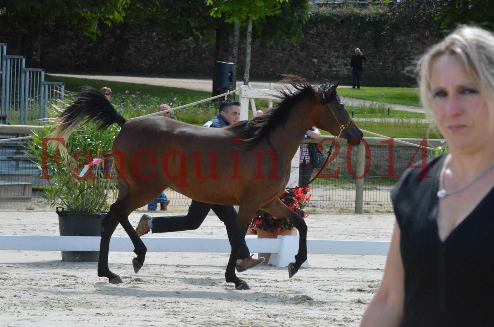 Championnat de FRANCE 2014 - Amateurs - KAL'ELLE D'ELHORIA - 49