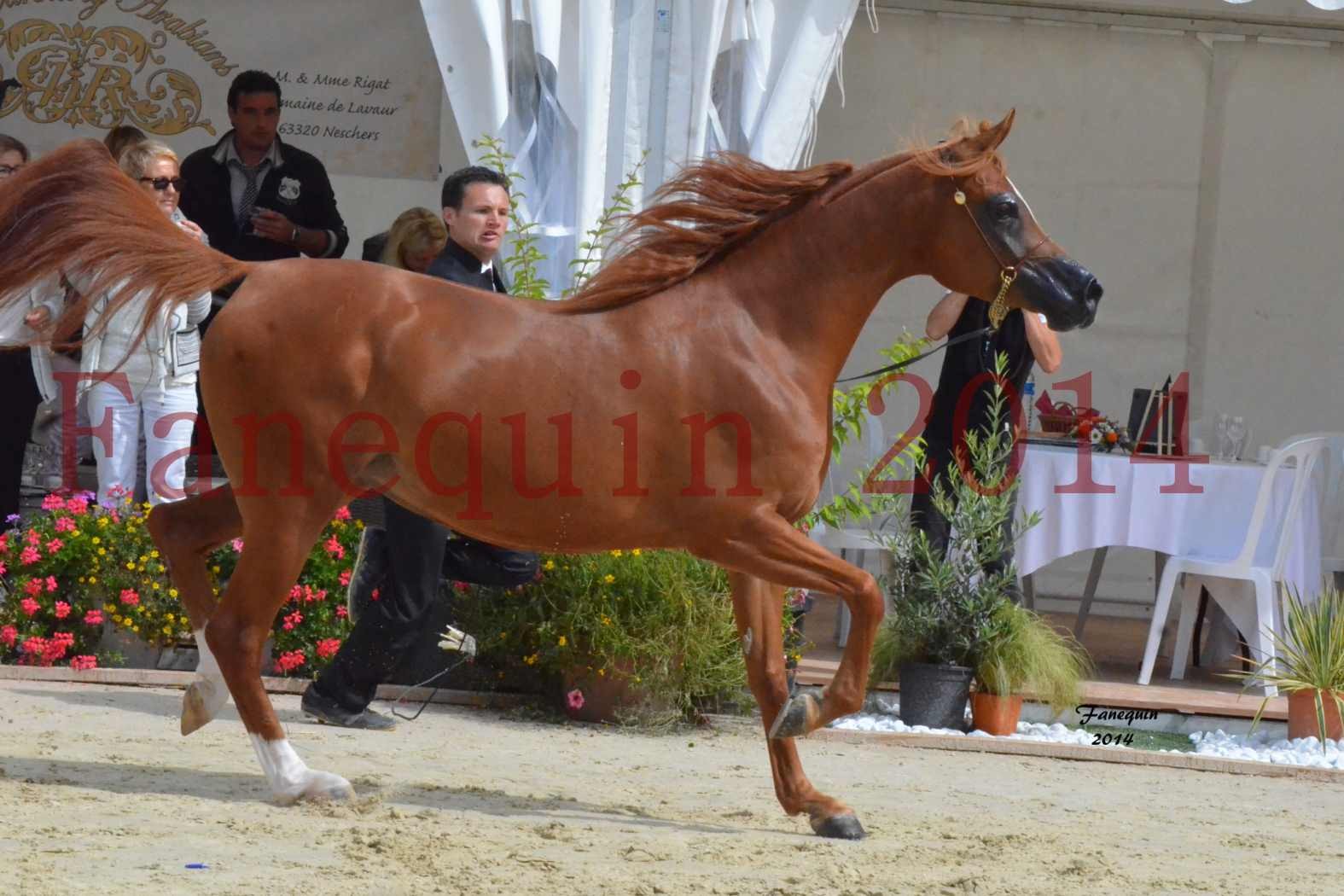 ﻿CHAMPIONNAT DE FRANCE 2014 A POMPADOUR - Notre Sélection - KINSHASA JA - 29