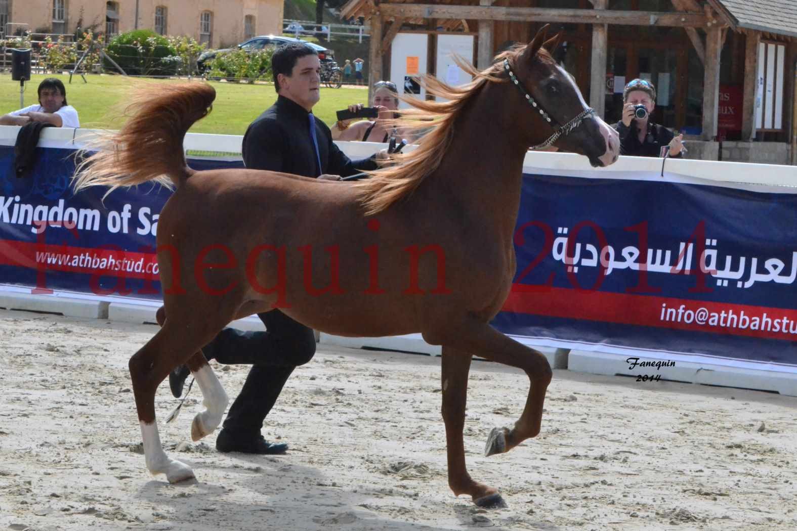 CHAMPIONNAT DE FRANCE 2014 A POMPADOUR - concours Amateur - ANTARCTIC DES AUBUS - 01