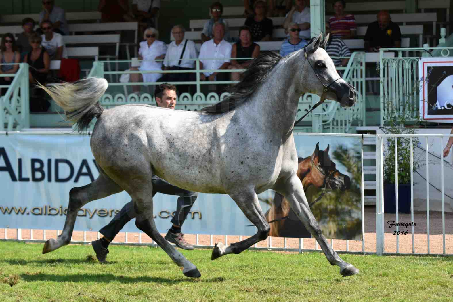 International Arabian Horse Show B de VICHY 2016 - ISABELLA